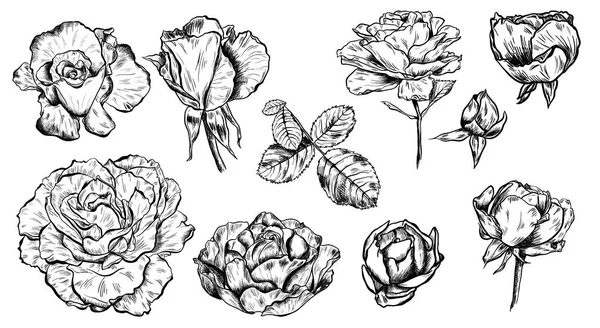 Grote verzameling van zeer gedetailleerde hand getrokken rozen geïsoleerd op een witte achtergrond. Vector — Stockvector