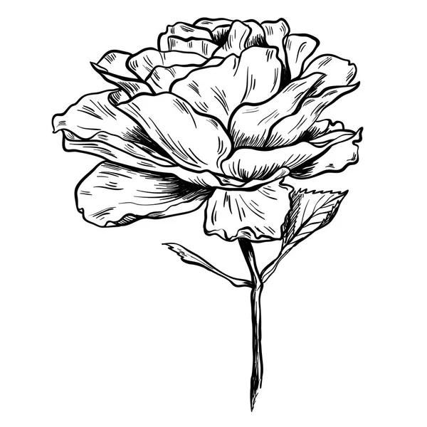 Illustration of highly detailed hand drawn rose isolated on white background. Vector — Stock Vector