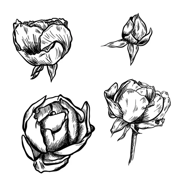 Grande coleção de rosas desenhadas à mão altamente detalhadas isoladas em fundo branco. Vetor — Vetor de Stock