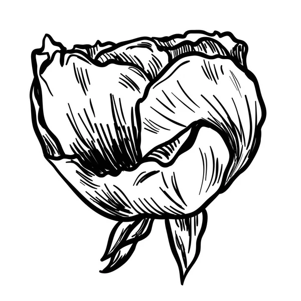 Illustrazione di rosa disegnata a mano molto dettagliata isolata su sfondo bianco. Vettore — Vettoriale Stock