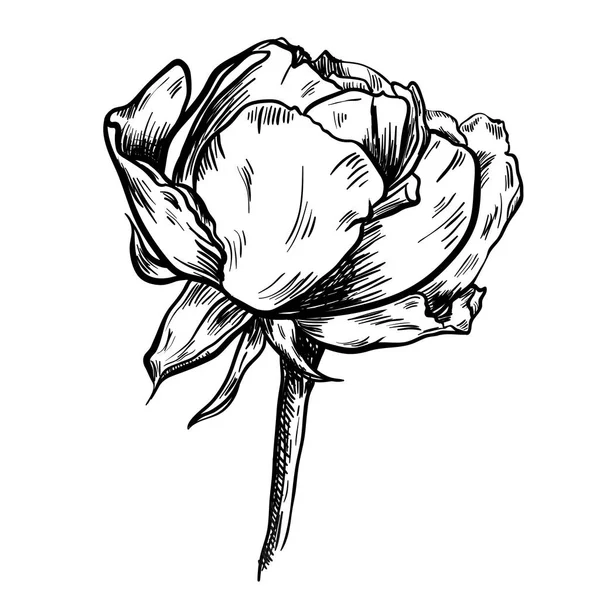 Illustration d'une rose dessinée à la main très détaillée isolée sur fond blanc. Vecteur — Image vectorielle