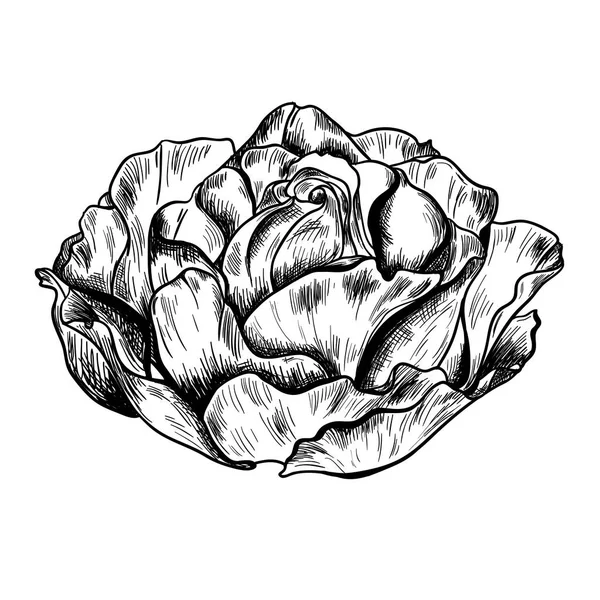 Illustrazione di rosa disegnata a mano molto dettagliata isolata su sfondo bianco. Vettore — Vettoriale Stock