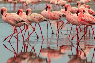 Vahşi Afrika kuşları. Mavi göldeki kırmızı flamingo kuşları grubu
