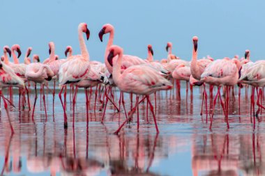 Vahşi Afrika kuşları. Mavi göldeki kırmızı flamingo kuşları grubu