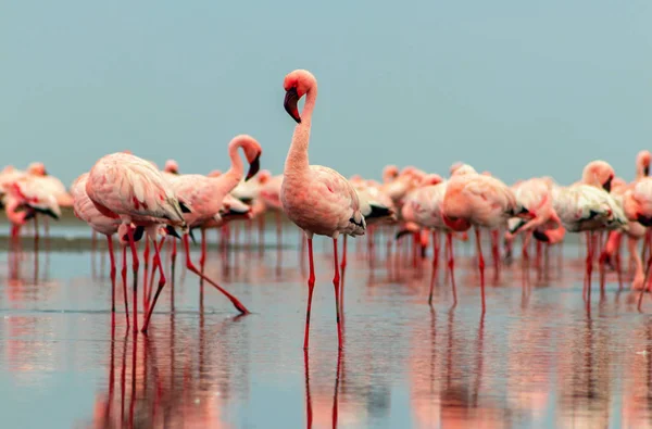 Aves africanas selvagens. Grupo de pássaros flamingo vermelhos na lagoa azul — Fotografia de Stock
