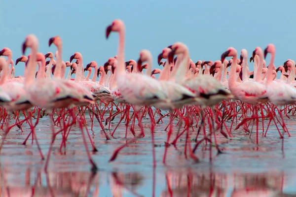 Grupo de pássaros flamingo vermelhos na lagoa azul . — Fotografia de Stock