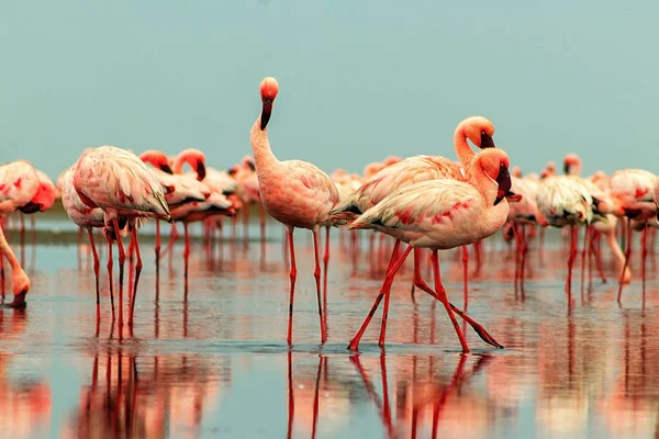 Group of red flamingo birds on the blue lagoon.