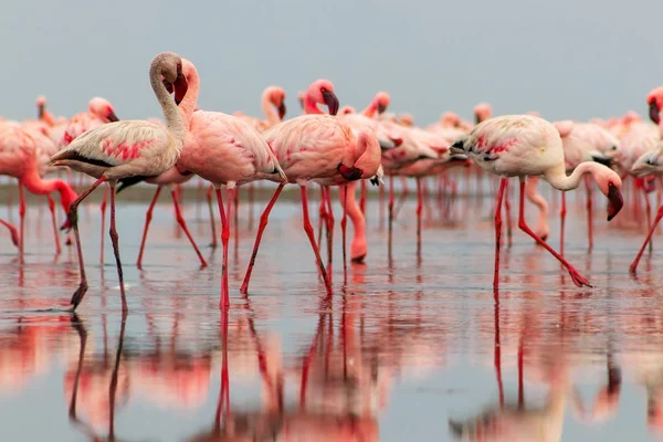 Группа красных птиц фламинго на голубой лагуне . — стоковое фото