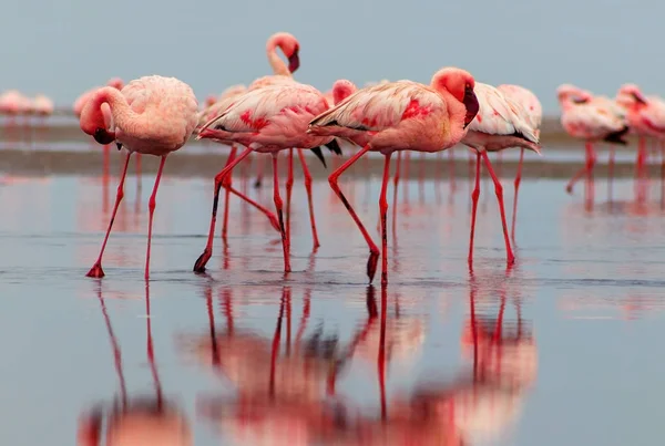 Grupo de pássaros flamingo vermelhos na lagoa azul . — Fotografia de Stock
