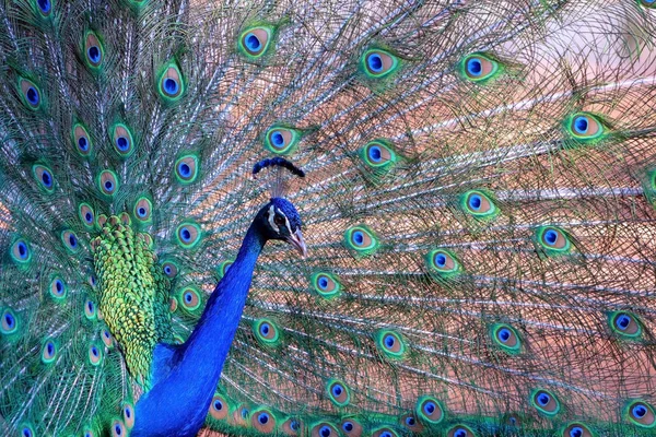 Close up widok afrykańskiego pawia duży i jasny kolorowy ptak. — Zdjęcie stockowe