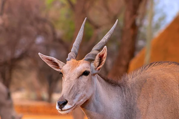 Krásné obrazy africké největší Antelope. — Stock fotografie