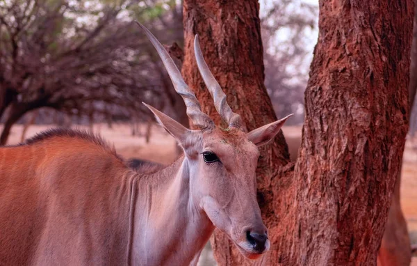 Krásné obrazy africké největší Antelope. — Stock fotografie