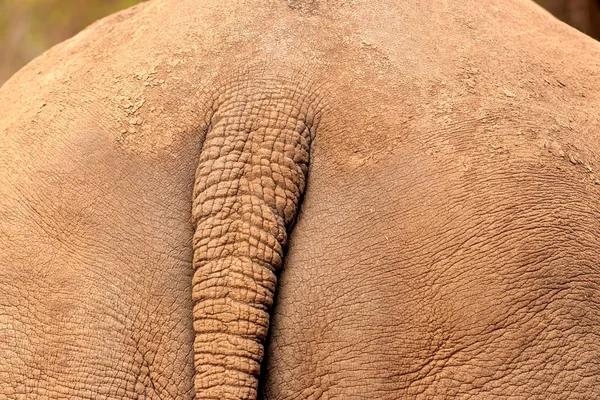 Animais africanos selvagens. Fechar a parte traseira do rinoceronte do arbusto africano com parte da cauda . — Fotografia de Stock