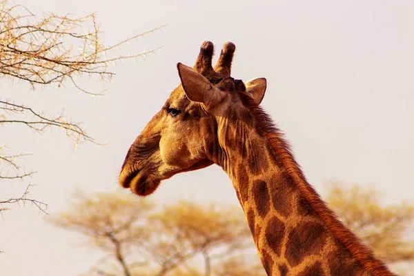 Dzikie afrykańskie zwierzęta. Zbliżenie Żyrafa południowoafrykańska lub przylądek żyrafa. — Zdjęcie stockowe
