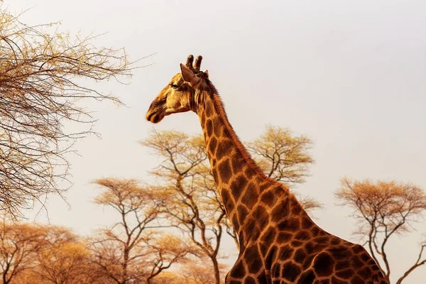 Animais africanos selvagens. Fechar girafa sul-africana ou girafa cabo . — Fotografia de Stock