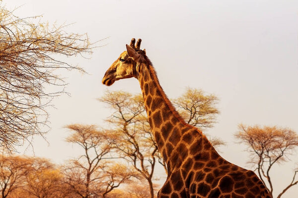 Wild african animals. Closeup South African giraffe or Cape giraffe. The tallest living terrestrial animal and the largest ruminant.