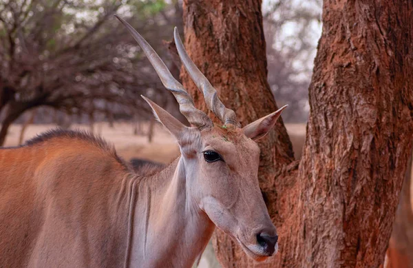 Krásné obrazy africké největší Antelope. — Stock fotografie