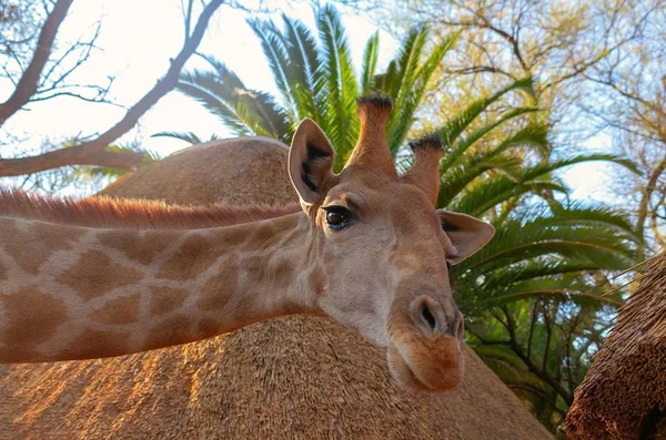 Wild african animals. Closeup namibian giraffe.