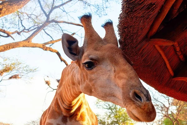 Wild african animals. Closeup namibian giraffe.