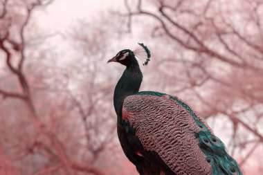 Afrika tavus kuşu ya da mavi tavus kuşuna yakından bakın, büyük ve parlak renkli bir kuş..