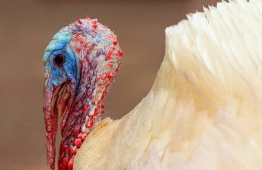 Beyaz hindi erkek portresi ya da bulanık bir arka planda gobbler yakın plan
