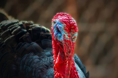 Siyah hindi erkek portresi ya da bulanık bir arkaplanda kapak resmi.