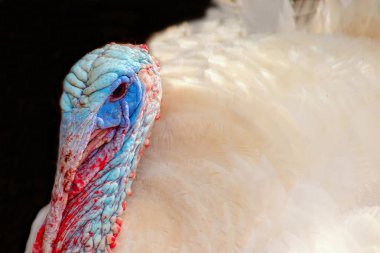 Beyaz hindi erkek portresi ya da bulanık bir arka planda gobbler yakın plan