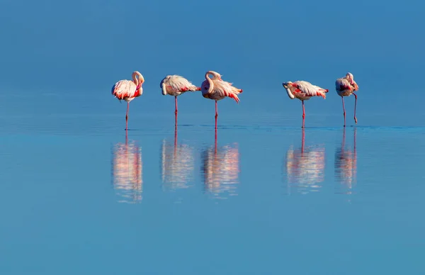 Oiseaux sauvages africains. Groupe d'oiseaux de flamants roses africains marchant autour de la lagune bleue par une journée ensoleillée — Photo