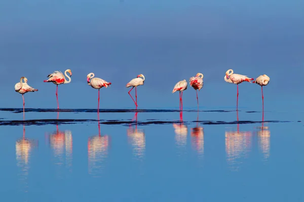 Divocí afričtí ptáci. Skupina ptáků růžové africké plameňáci procházky kolem modré laguny za slunečného dne — Stock fotografie