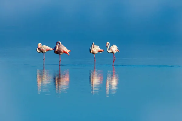 Aves africanas selvagens. Aves de grupo de flamingos africanos cor-de-rosa caminhando pela lagoa azul em um dia ensolarado — Fotografia de Stock