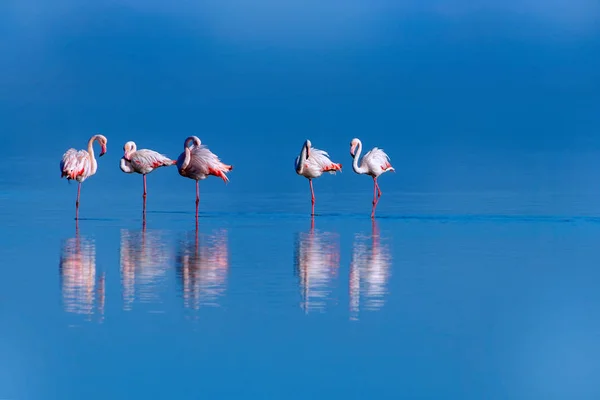 Aves africanas selvagens. Aves de grupo de flamingos africanos cor-de-rosa caminhando pela lagoa azul em um dia ensolarado — Fotografia de Stock