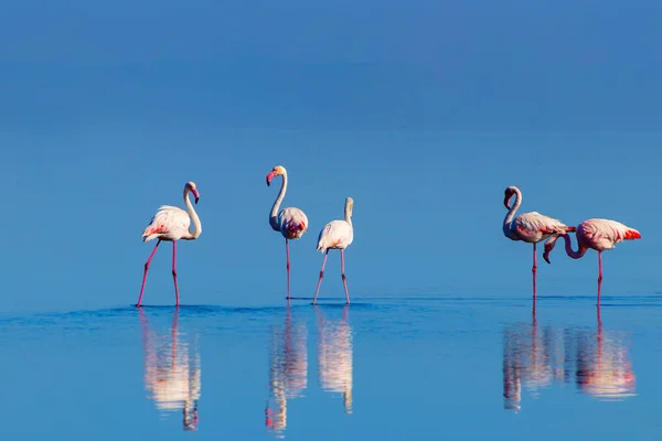 Wilde afrikanische Vögel. Eine Gruppe rosafarbener Flamingos spaziert an einem sonnigen Tag durch die blaue Lagune — Stockfoto