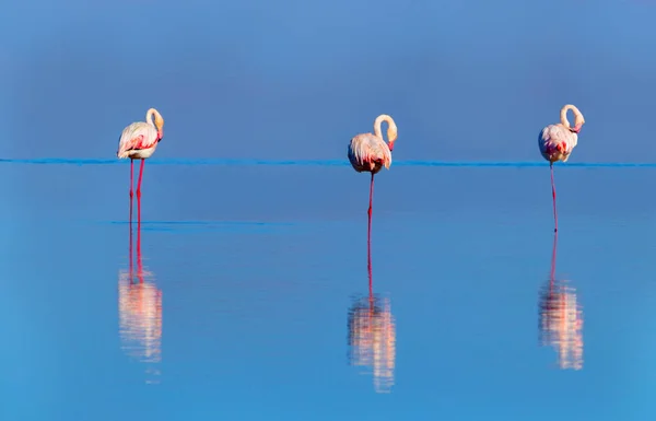 Дикие африканские птицы. Группа птиц из розовых африканских фламинго прогуливается по синей лагуне — стоковое фото