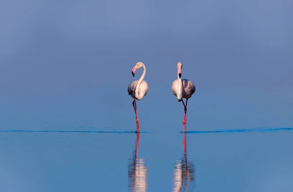Aves africanas selvagens. Dois pássaros de flamingos africanos cor-de-rosa caminhando pela lagoa azul — Fotografia de Stock