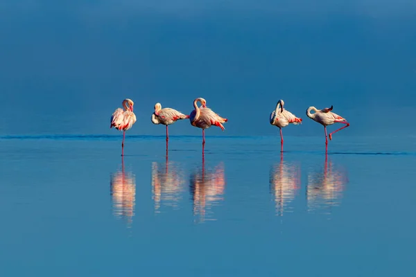 Oiseaux sauvages africains. Groupe d'oiseaux de flamants roses africains marchant autour du lagon bleu — Photo