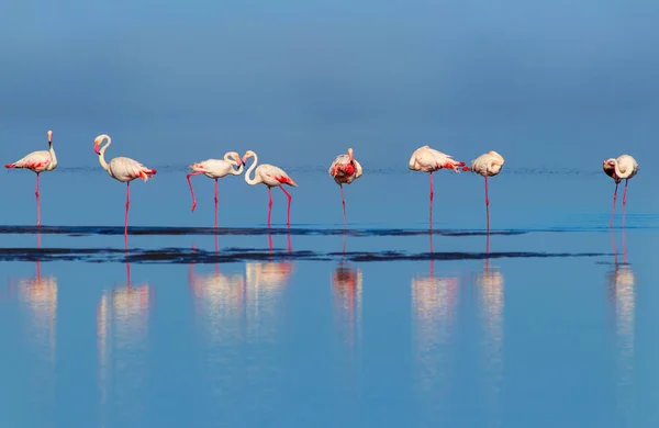 Aves africanas selvagens. Aves de grupo de flamingos africanos cor-de-rosa caminhando pela lagoa azul — Fotografia de Stock