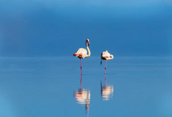 Vilda afrikanska fåglar. Två fåglar av rosa afrikansk flamingos går runt den blå lagunen — Stockfoto