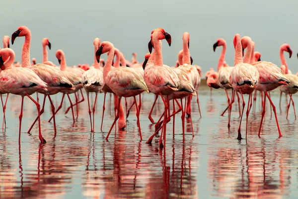Wild african birds. Group of African red flamingo birds and their reflection on clear water.