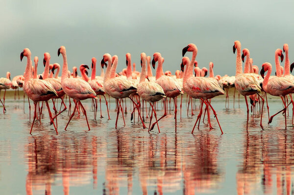 Wild african birds. Group of African red flamingo birds and their reflection on clear water.