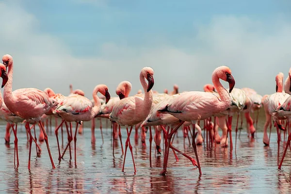 Vilda afrikanska fåglar. Grupp afrikanska röda flamingo fåglar och deras reflektion över klart vatten. — Stockfoto