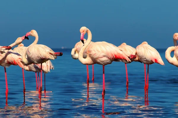 Wild african birds. Group of African white flamingo birds and their reflection on the blue water.