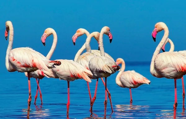 Wilde Afrikaanse vogels. Groep Afrikaanse witte flamingo vogels en hun reflectie op het blauwe water. — Stockfoto