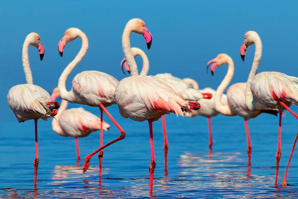 Wild african birds. Group of African white flamingo birds and their reflection on the blue water. 