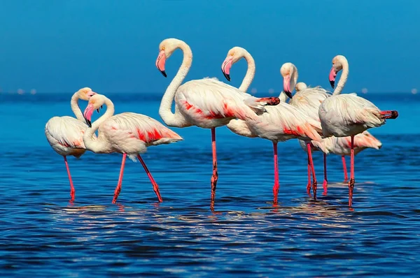 Wild african birds. Group of African white flamingo birds and their reflection on the blue water.