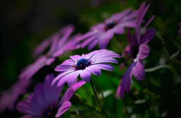 A close up of a purple flower with many dew drops on a dark background — Stock Photo, Image