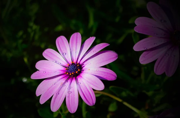 A close up of a purple flower with many dew drops on a dark back background — Stock Photo, Image