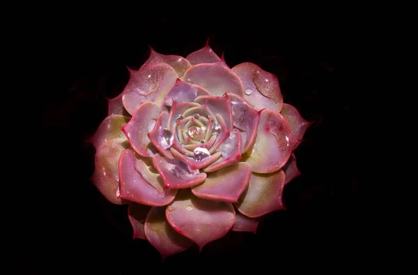 A close up of a desert rose (Echeveria) with dew drops on a black background — ストック写真
