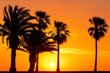 Güzel, parlak günbatımında palmiye ağaçları silueti