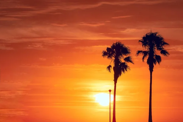 Silueta de palmeras en la hermosa puesta de sol brillante —  Fotos de Stock