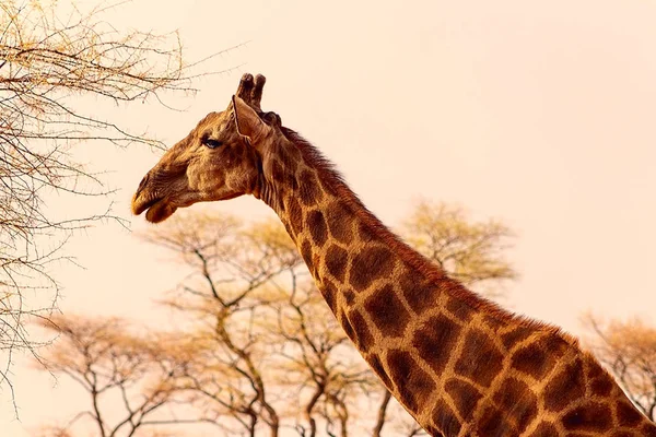 Wild african animals. Closeup namibian giraffe on natural sky background — Stock Photo, Image